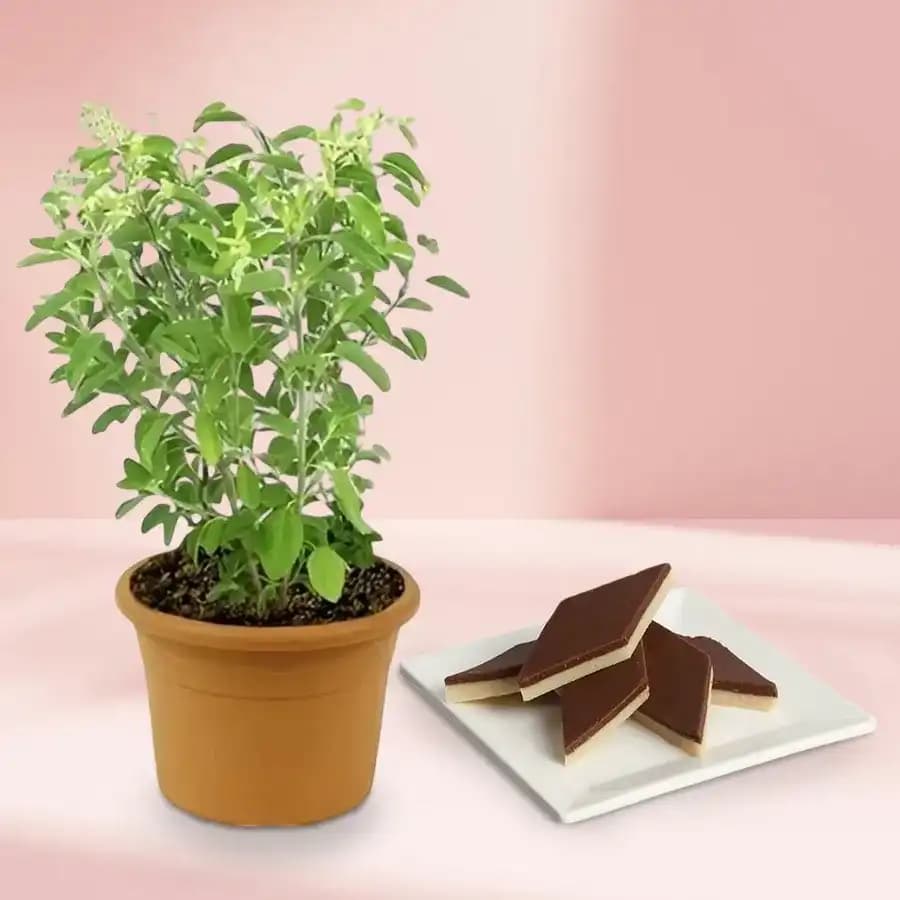 Chocolate Katli from Mithas Delicious Sweets with a Tulsi Plant