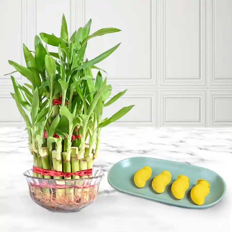 Aam Bhora Sondesh from K.C.Das with Lucky Bamboo Plant