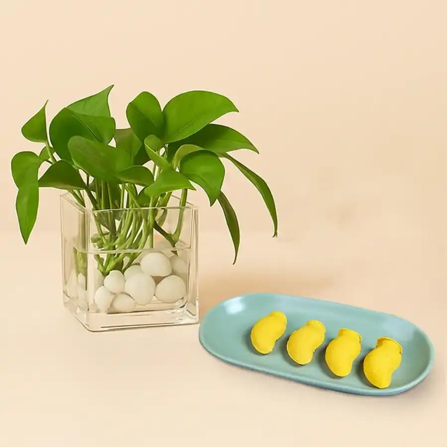 Aam Bhora Sondesh from K.C.Das with Money Plant