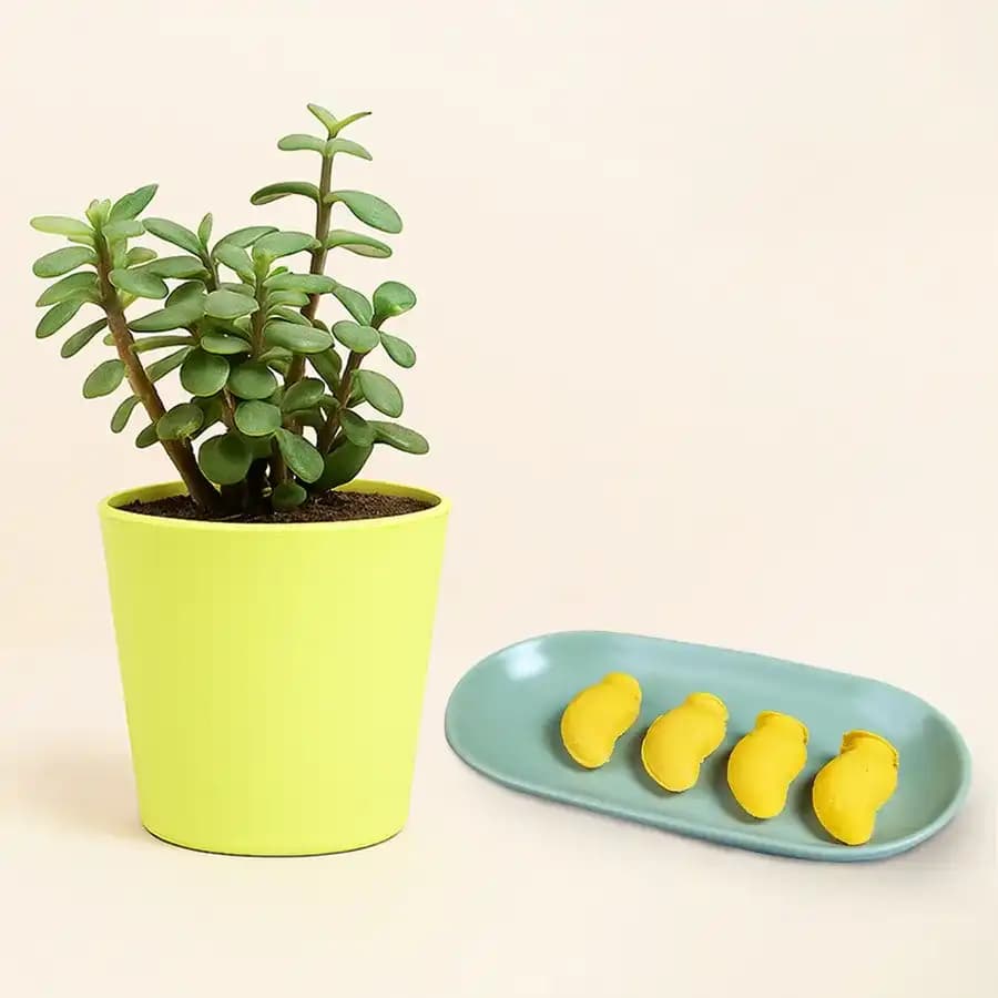 Aam Bhora Sondesh from K.C.Das with Jade Plant