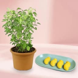 Aam Bhora Sondesh from K.C.Das with Tulsi Plant 1