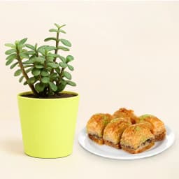 Baklava Bliss & Lucky Plant Set 1