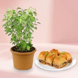 Heavenly Delight: Baklava with Sacred Tulsi Gift Set 1