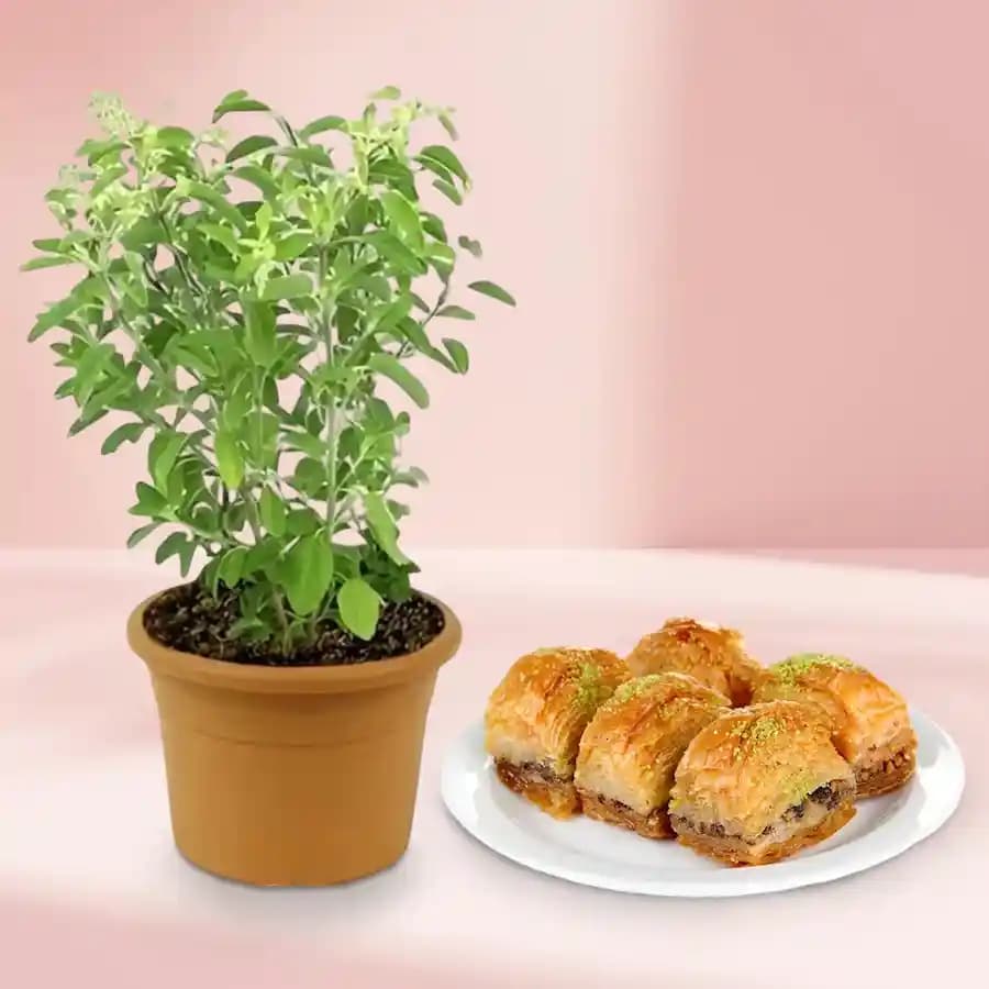 Heavenly Delight: Baklava with Sacred Tulsi Gift Set