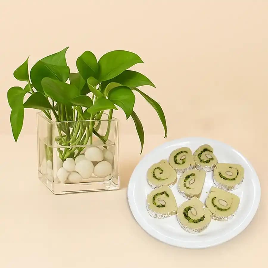 Kaju Cake from Mithas Delicious Sweets with a Money Plant in glass pot