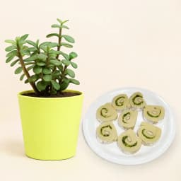 Kaju Cake from Mithas Delicious Sweets with a Jade Plant in plastic pot 1