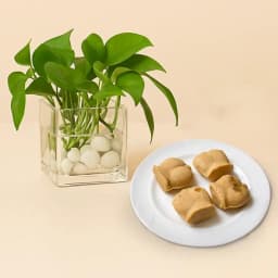 Nolen Gurer Jalbhora from K.C.Das with Money Plant 1