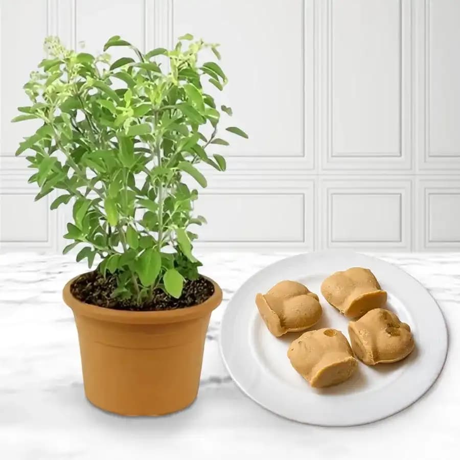 Nolen Gurer Jalbhora from K.C.Das with Tulsi Plant