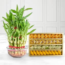 Sweet Serenity with Lucky Bamboo 1
