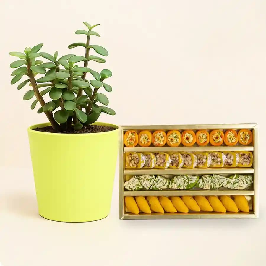 Jade Joy: Cashew Treat and Plant Combo