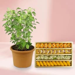 Sangam Sweets Cashew Bliss & Tulsi Gift Duo 1