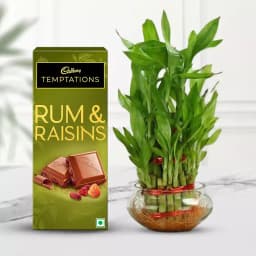 Lucky Bamboo & Chocolate Bliss Gift Set 1