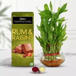 Gift of Lucky Bamboo Plant n Cadbury Chocolate 1