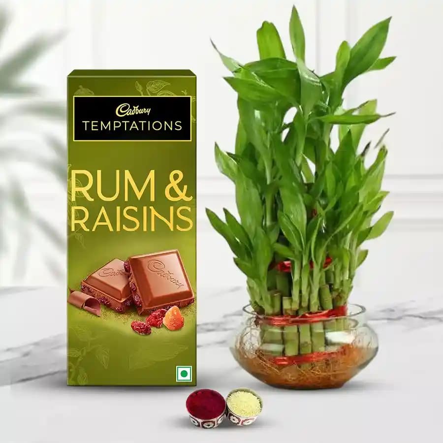 Gift of Lucky Bamboo Plant n Cadbury Chocolate
