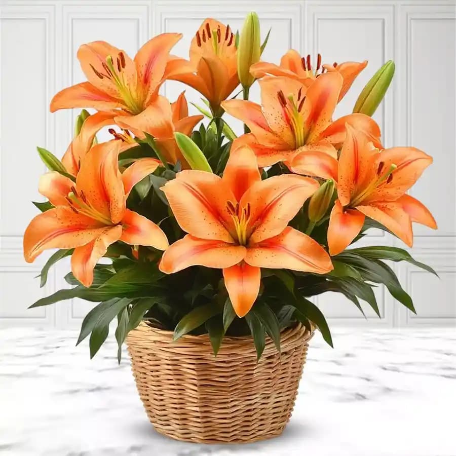 Lovely Basket of Orange Lilies