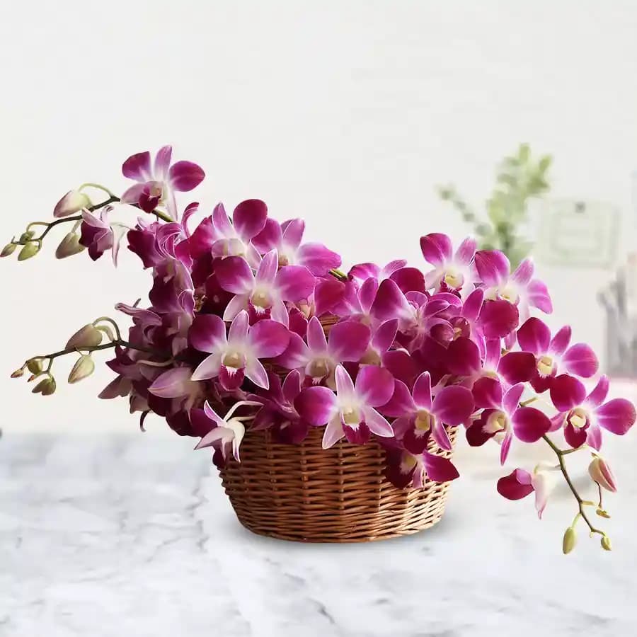 Charming Arrangement of Radiant Orchids