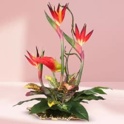 Wonderful Birds of Paradise and Anthuriums Arrangement 1