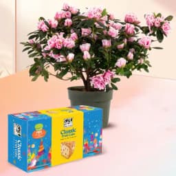 Amusing Agelia Flowering Potted Plant N Bisk Farms Classic Fruit Cake 1