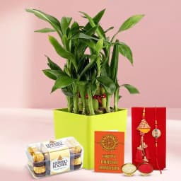 Breathtaking Bamboo Plant N Bhai Bhabhi Rakhi 1