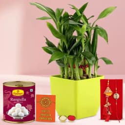 Captivating 2 Tier Bamboo Plant N Bhaiya Bhabhi Rakhi 1