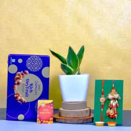 Couple Rakhi Snake Plant N Cadbury Combo 1