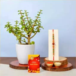 Rudraksh Rakhi N Potted Jade Plant 1