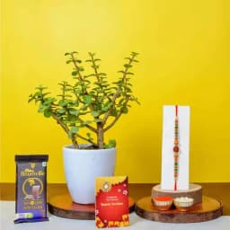 Jade Plant Cadbury N Rudraksh Rakhi Combo 1