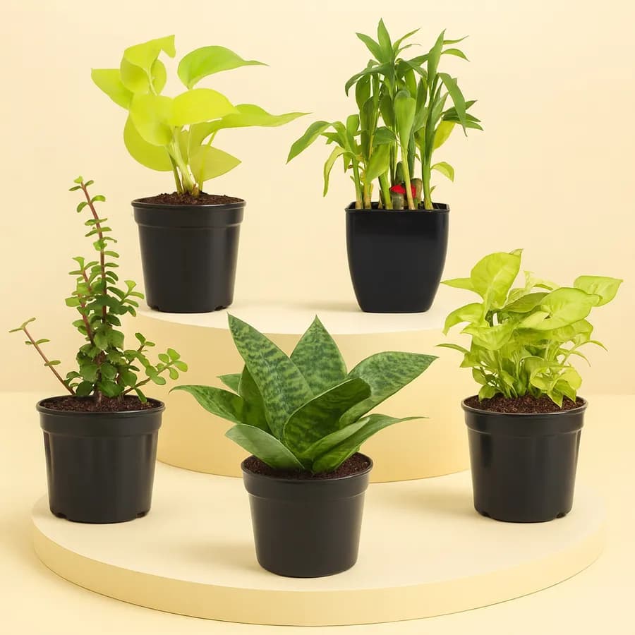 Indoor Oasis: Essential Air-Cleaning Plant Set