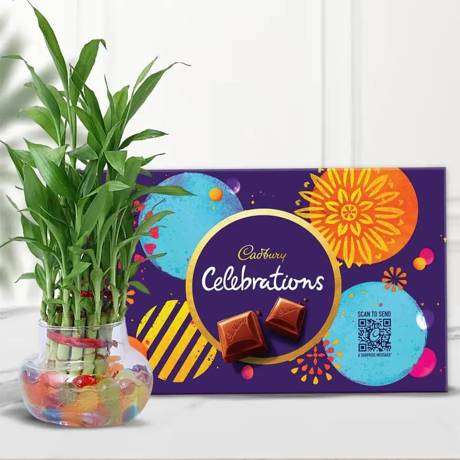 Marvelous 2 Tier Lucky Bamboo Plant N Cadbury Celebrations