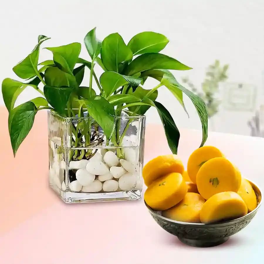 Kesar Peda from Sri Krishna Sweets with a Money Plant in Glass Pot