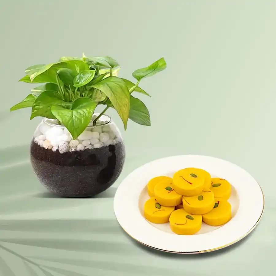 Kesar Peda from Dadus with a Money Plant in Glass Pot