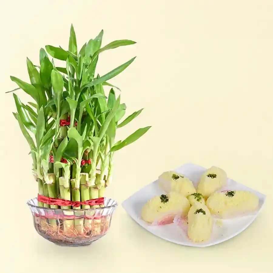 Charming Chum Chum Delight with Lucky Bamboo