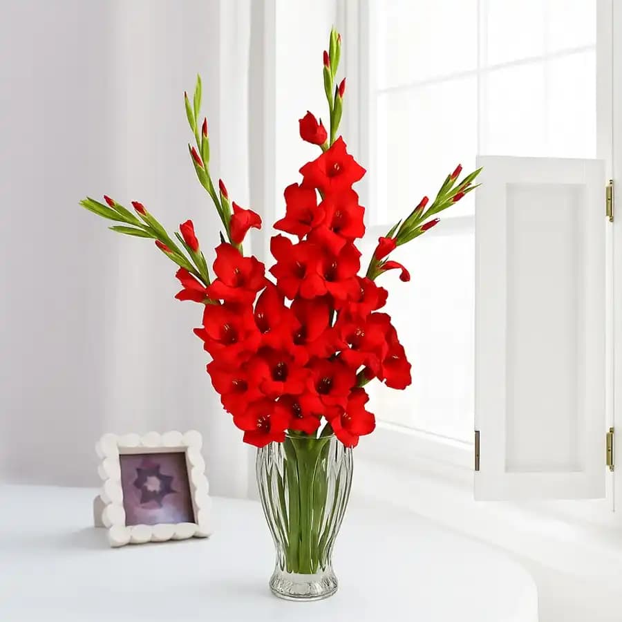 Outstanding Red Gladiolus Arrangement in Glass Flower Vase