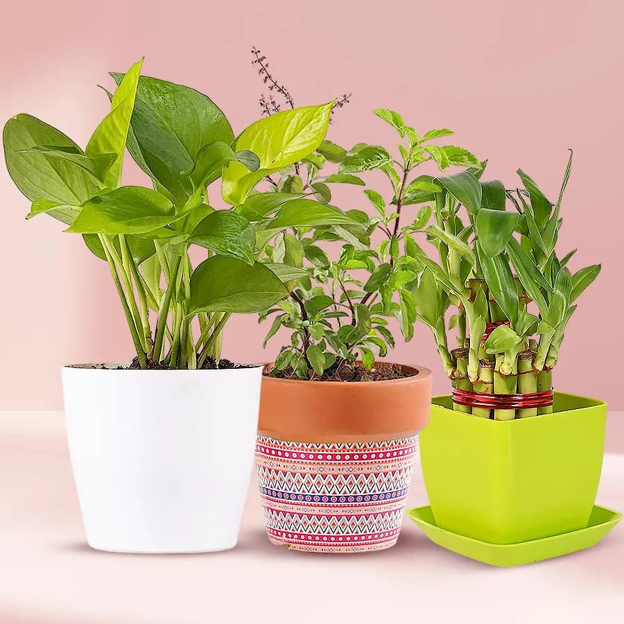 Wonderful Good Luck Plants in Plastic Pots