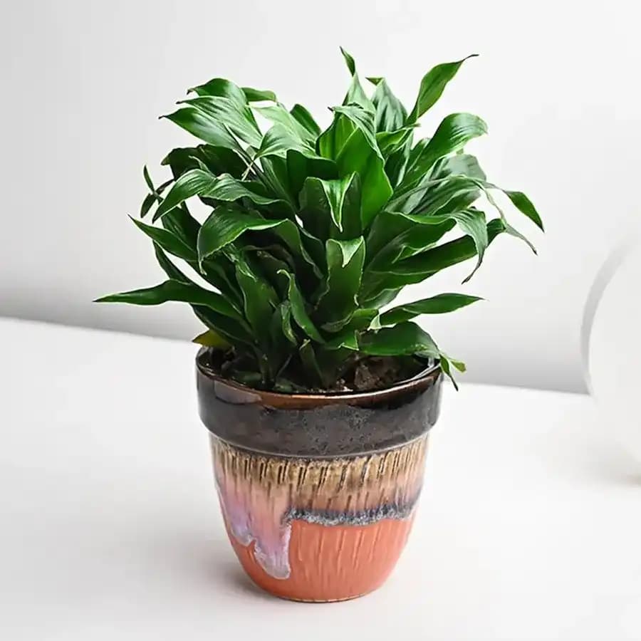 Compact Dracaena: The Charming Luck Plant