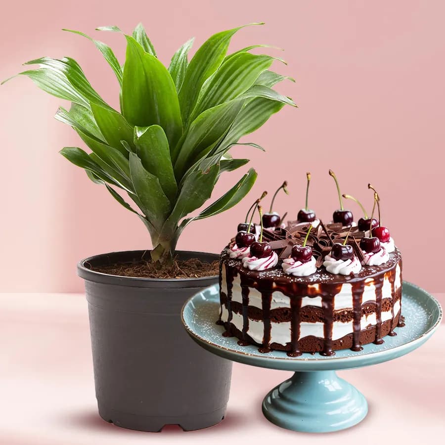 Wonderful Dracaena Compacta Plant in Plastic Pot with Black Forest Cake