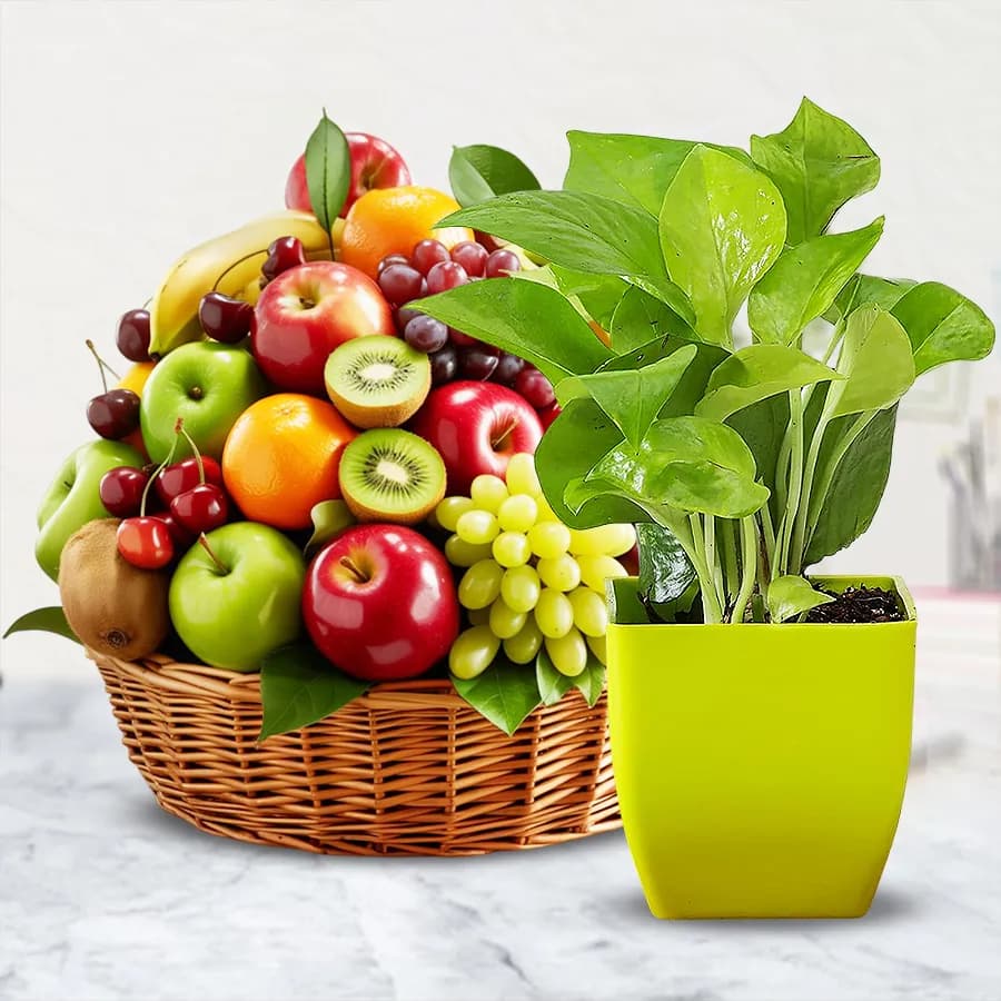 Garden Fresh Fruit Basket N Air Purifying Plant Combo