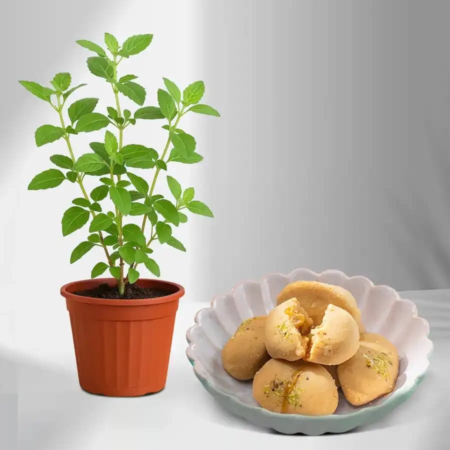 Jolbhora Sandesh from Balaram Mullick with a Tulsi Plant