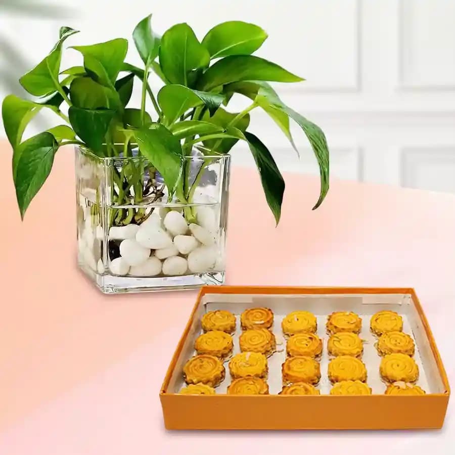 Baked Badam Jalebi from Ganguram with Money Plant