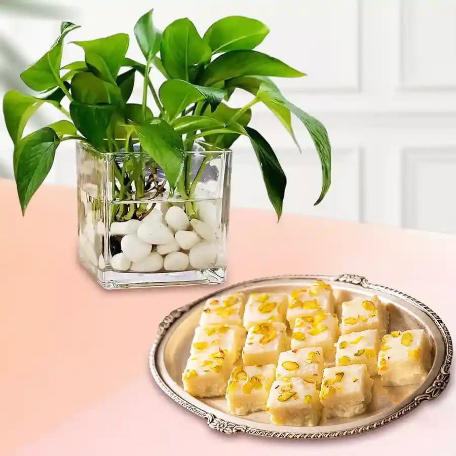 Malai Barfi from Karachi Sweet Mart with a Money Plant in Glass Pot
