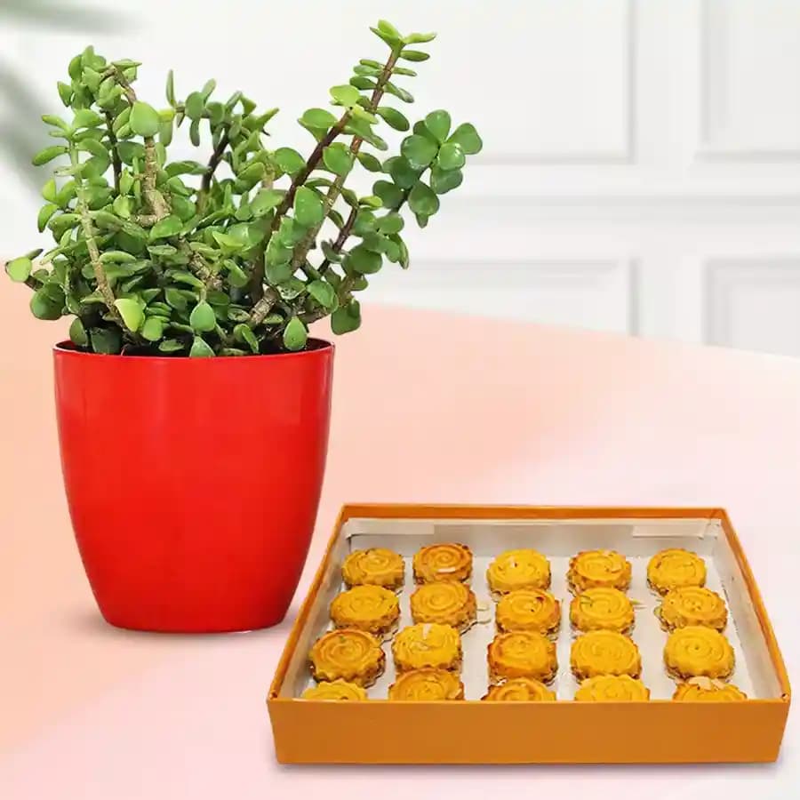 Baked Badam Jalebi from Ganguram with a Jade Plant