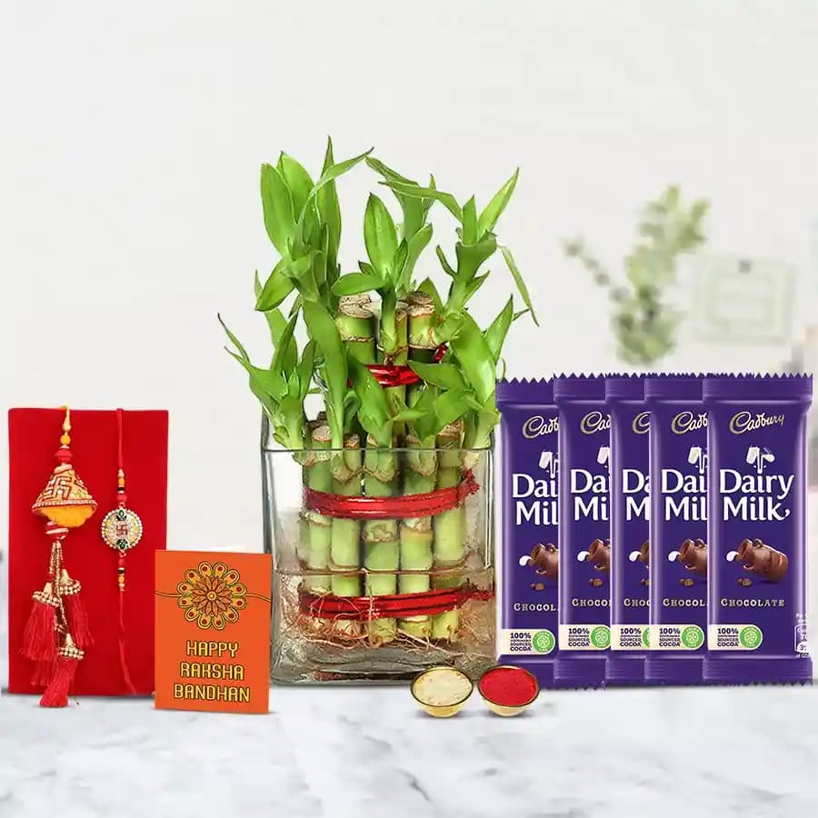 Pious Lumba Rakhi N 2 Tier Lucky Bamboo Plant